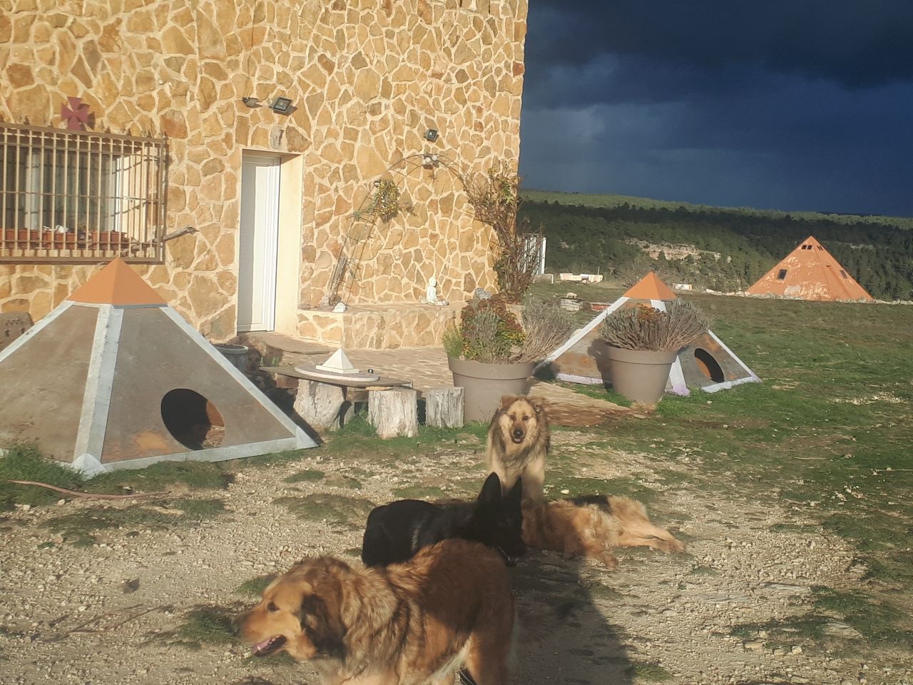 Piramascota exterior con perros